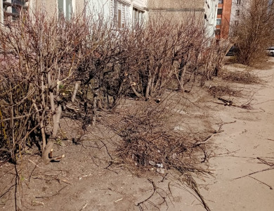 Кронирование кустарников и деревьев - 3