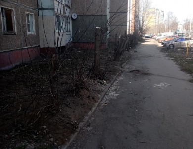 Кронирование кустарников и деревьев - 6