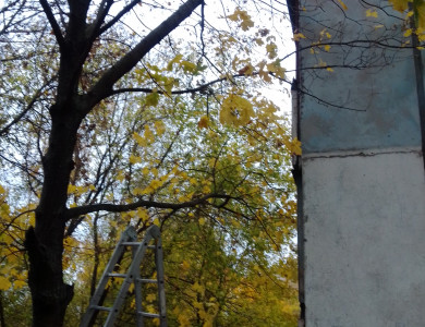 кронирование деревьев - 1 кронирование деревьев - 1